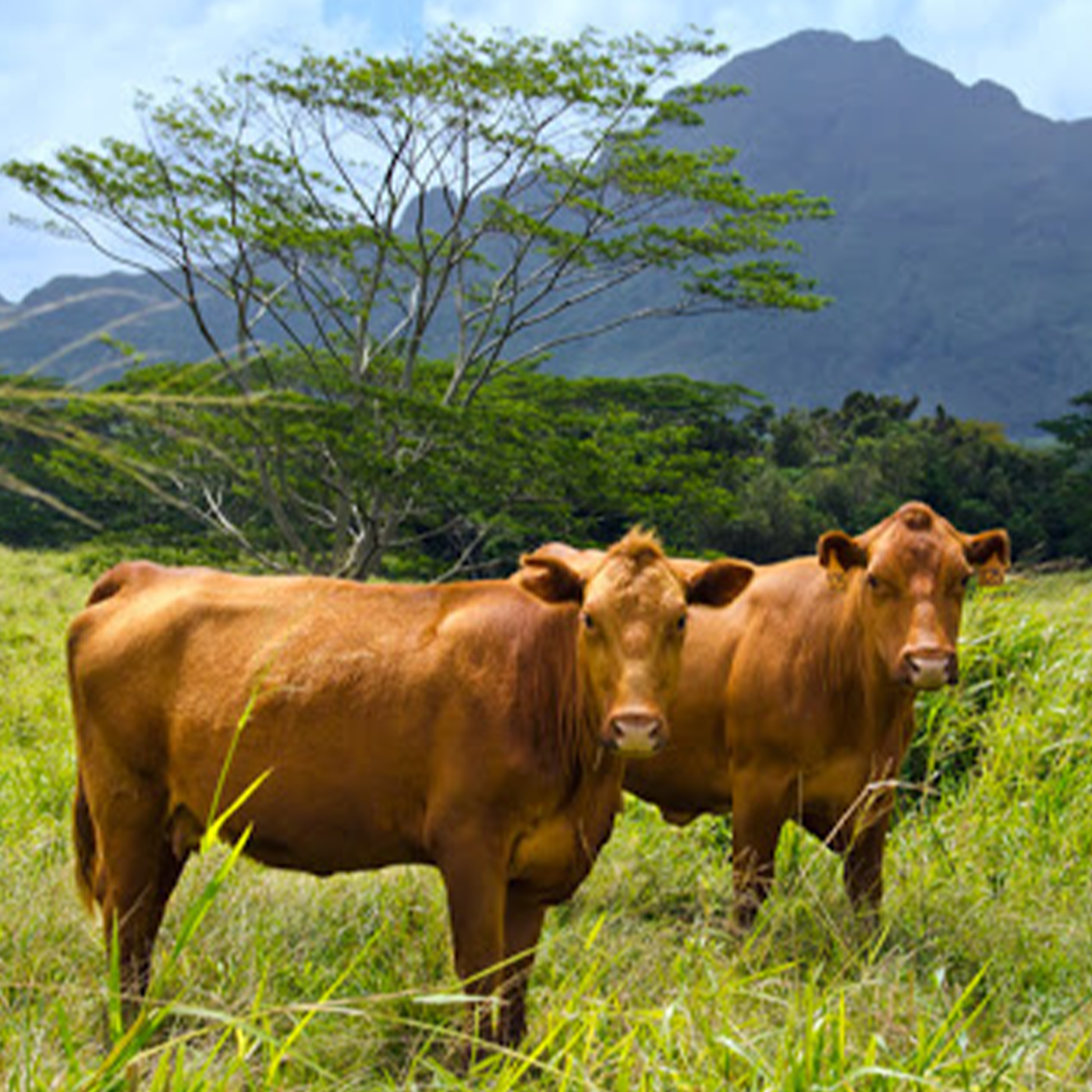 two red cows in hawaii field 